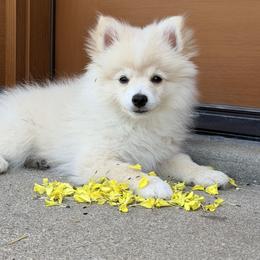 Boy 1 - male Pomeranian puppy in Big Rapids, Michigan from Lenau
