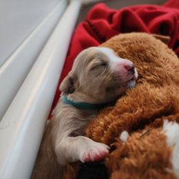 Labradoodle Puppies from Tyson's Farm Doodles