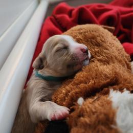 Labradoodle Puppies from Tyson's Farm Doodles