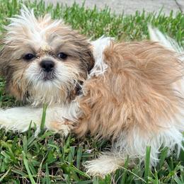 Caity - Tricolor female Shih Tzu puppy in Saint Johns, Florida from BEH Puppies LLC