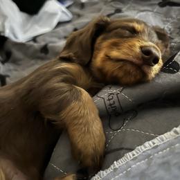 Stone - Chocolate and tan male Dachshund puppy in Vancouver, Washington from GretaLo Dachshunds