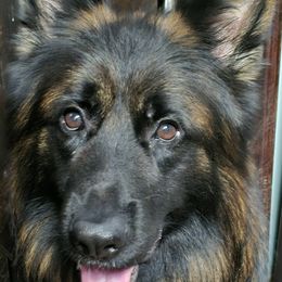 Icar - German Shepherd