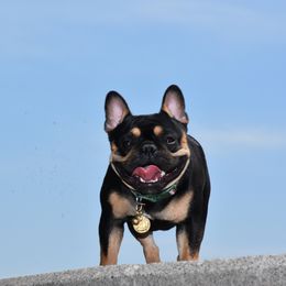 Lennox - French Bulldog