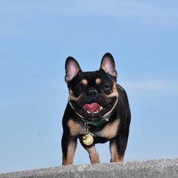 Lennox - French Bulldog