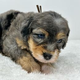Noah - Blue merle male Bernedoodle puppy in Oologah, Oklahoma from Timber Hills Poodles and Doodles
