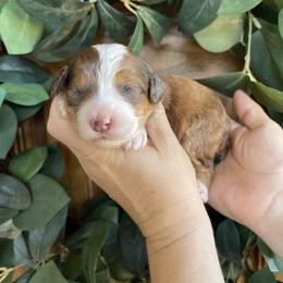 Violet - Sable female Bernedoodle puppy in Superior, Arizona from Mountain Bridge Doodles