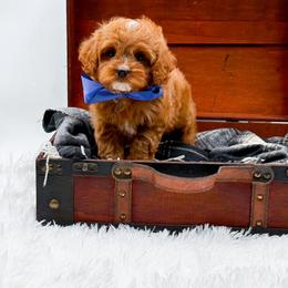 Sam - Red male Cavapoo puppy in North Carolina from NC Doodle Puppies