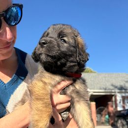 Girl 4 (Betty) - Reddish brown female Leonberger puppy in Manchester, Tennessee from Bois D’Arc Leonbergers