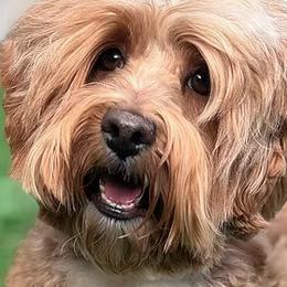 Titan - Australian Labradoodle
