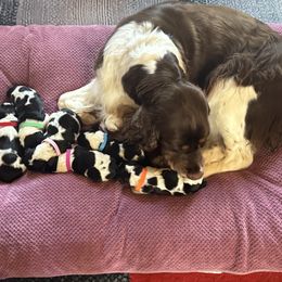 English Springer Spaniel puppies from Joyspring English Springer Spaniels