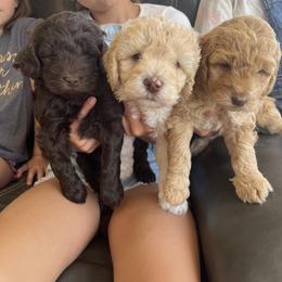 Bernedoodle and Goldendoodle Puppies from Brown’s Golden Paws