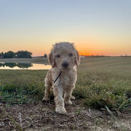 Pocus - Cream male Poodle puppy in Waterloo, Illinois from Dreamy Doodles