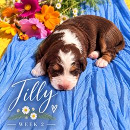 Tilly - Tri-color female Bernedoodle puppy in Burbank, Ohio from Berns & Doodles