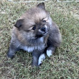 Pomeranian Puppies from Brumback Poms