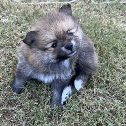 Pomeranian Puppies from Brumback Poms
