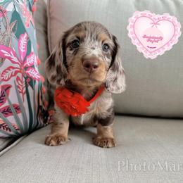 Dachshund Puppies from Dachshundly Perfect