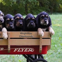 Otterhounds from WrightWay Otterhounds