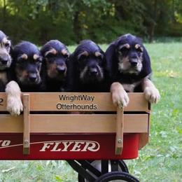Otterhounds from WrightWay Otterhounds