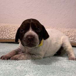 German Shorthaired Pointer Puppies from Lipan Creek German Shorthaired Pointers