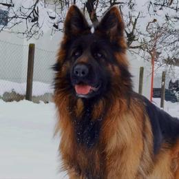 Carmen - German Shepherd