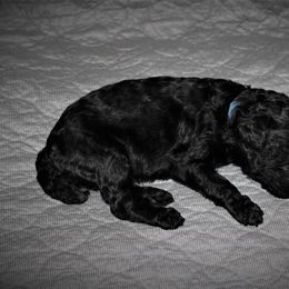 Great Dane and Poodle Puppies from StrayDog Great Danes and Standard Poodles