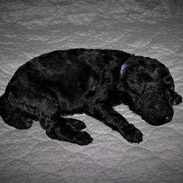 Great Dane and Poodle Puppies from StrayDog Great Danes and Standard Poodles