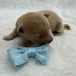 Boy 1 - Apricot male Maltipoo puppy in Turlock, California from 209PuppiesCaliforniaMaltipoo