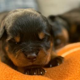 Blue - Black and mahogany male Rottweiler puppy in Kissimmee, Florida from Macht Haus Rottweilers