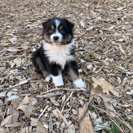 Charm - Black tri-color female Australian Shepherd puppy in Placerville, California from BFF Aussies
