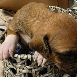 Pup 5 - Rd whtn blk nose male Rhodesian Ridgeback puppy in Erie, Pennsylvania from Anjari's Ridgebacks