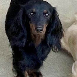 Ruby - Dachshund