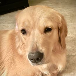 Lizzie - Golden Retriever