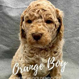 Orange Boy - Apricot male Goldendoodle puppy in Travelers Rest, South Carolina from Bailey Mountain Doodles