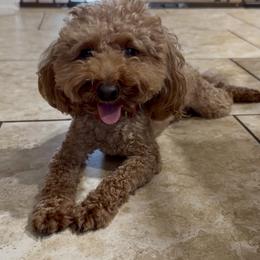 Louie - Poodle