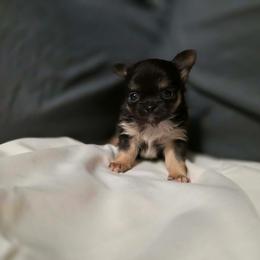 Crumpet - Black and tan male Chihuahua puppy in Royal Center, Indiana from Marvelous Chihuahuas