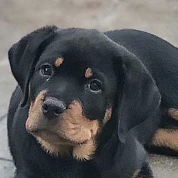 Rottweiler Puppies from Vom Gryphonberg