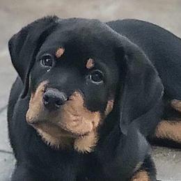Rottweiler Puppies from Vom Gryphonberg