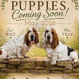 Pearl - Black white and brown female Basset Hound puppy in Edmonton, Kentucky from RiverBottom Bassets