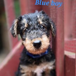 Blue boy - Black and tan male Airedale Terrier puppy in Willow Spring, North Carolina from Reydaleterrydale Airedales