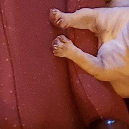 English Bulldog and French Bulldog All Grown Up from Clever Bulldogs