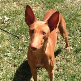 Spicy - Pharaoh Hound