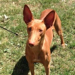 Spicy - Pharaoh Hound