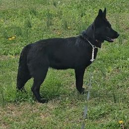 German Shepherd Puppies from Penley Shepherds