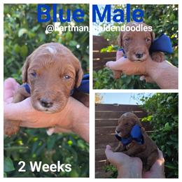 Blue - Red  male Goldendoodle puppy in Upland, California from Hartman Goldendoodles