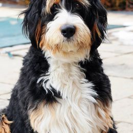 Bernedoodles from Bernedoodles of Kansas