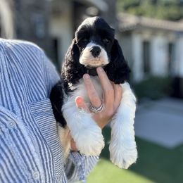 Green collar - Black and white male Cocker Spaniel puppy in Bonsall, California from CuttinBlue Farms