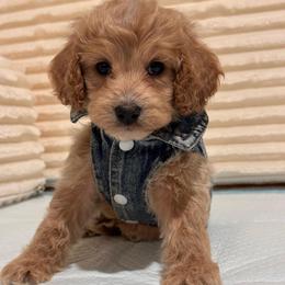 Arthur - Apricot male Maltipoo puppy in Bakersfield, California from Silvia's Maltipoos