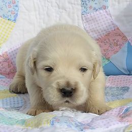 Golden Retriever Puppies from Tradition Kennel Retrievers and Spaniels