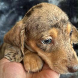 Budd Dapple Silky Wire - Dapple male Dachshund puppy in Argos, Indiana from TKO Doxies
