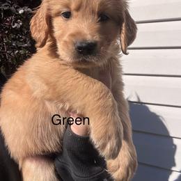 Green - Dark golden male Golden Retriever puppy in Jesup, Georgia from Painted Platinum Retrievers (Painted Platinum Kennel) PPK